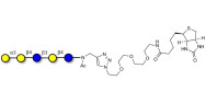Lacto-N-tetraose-β-N-acetyl...