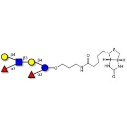 Lewis x (Lex) hexaose / Lacto-N-neodifucohexaose II (LNnDFH II) linked to biotin (Linker-BT B)