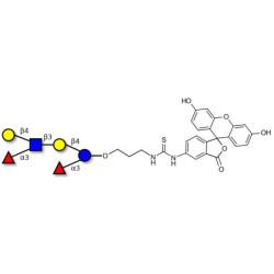 Lewis x (Lex) hexaose / Lacto-N-neodifucohexaose II (LNnDFH II) linked to fluorescein (Linker-FLUO A)