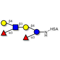 Lewis x (Lex) hexaose / Lacto-N-neodifucohexaose II (LNnDFH II) grafted on HSA