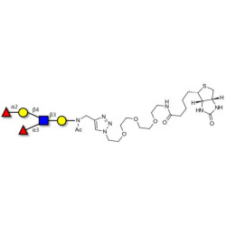 Lewis y (Ley) pentaose linked to biotin (Linker-BT A)