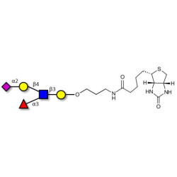 Sialyl Lewis x (sLex) pentaose linked to biotin (Linker-BT B)