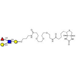 Lewis a (Lea) tetraose linked to biotin (Linker-BT C)