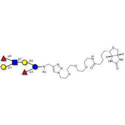 Lewis a (Lea) hexaose / Lacto-N-difucohexaose II (LNDFH II) linked to biotin (Linker-BT A)