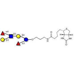 Lewis a (Lea) hexaose / Lacto-N-difucohexaose II (LNDFH II) linked to biotin (Linker-BT B)