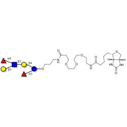 Lewis a (Lea) hexaose / Lacto-N-difucohexaose II (LNDFH II) linked to biotin (Linker-BT C)