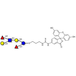 Lewis a (Lea) hexaose / Lacto-N-difucohexaose II (LNDFH II) linked to fluorescein (Linker-FLUO A)