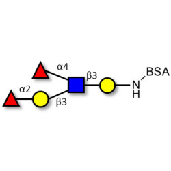 Lewis b (Leb) pentaose grafted on BSA