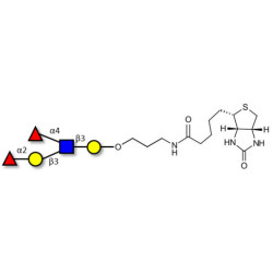 Lewis b (Leb) pentaose linked to biotin (Linker-BT B)