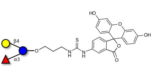 3-Fucosyllactose (3-FL) linked to fluorescein (Linker-FLUO A)