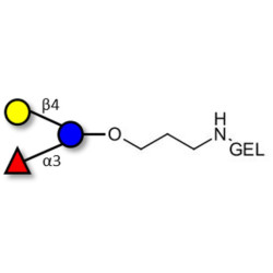 3-Fucosyllactose (3-FL) grafted on gel for affinity chromatography (Linker-GEL B)