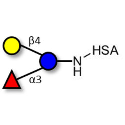 3-Fucosyllactose (3-FL) grafted on HSA