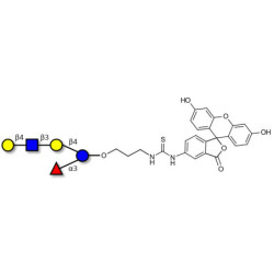 Lacto-N-fucopentaose VI (LNFP-VI) linked to fluorescein (Linker-FLUO A)