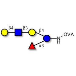 Lacto-N-fucopentaose VI (LNFP-VI) grafted on OVA