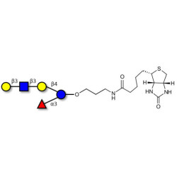 Lacto-N-fucopentaose V (LNFP V) linked to biotin (Linker-BT B)