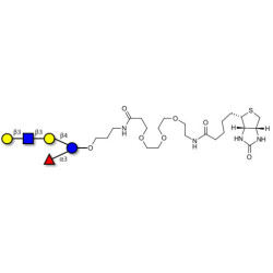 Lacto-N-fucopentaose V (LNFP V) linked to biotin (Linker-BT C)