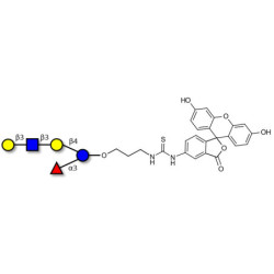 Lacto-N-fucopentaose V (LNFP V) linked to fluorescein (Linker-FLUO A)
