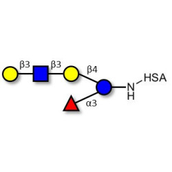 Lacto-N-fucopentaose V (LNFP V) grafted on HSA