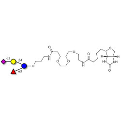 3’-Sialyl-3-Fucosyllactose linked to biotin (Linker-BT C)