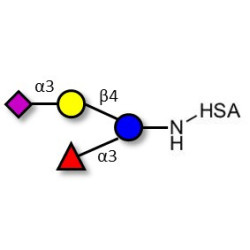 3’-Sialyl-3-Fucosyllactose grafted on HSA