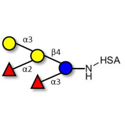 Blood group B pentaose grafted on HSA