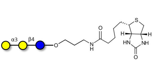 Isoglobotriose (iGb3) linked to biotin (Linker-BT B) - linear B-6 trisaccharide ; IsoGb3; 3α,4β-Galactotriose; 3'-Galactosyl-lactose