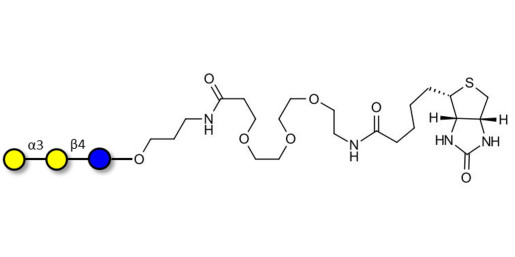 Isoglobotriose (iGb3) linked to biotin (Linker-BT C) - linear B-6 trisaccharide ; IsoGb3; 3α,4β-Galactotriose; 3'-Galactosyl-lactose