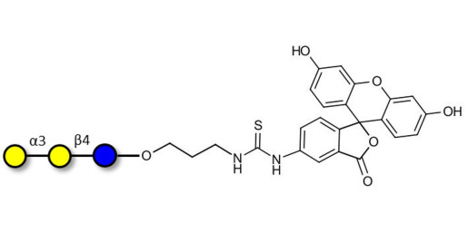 Isoglobotriose (iGb3) linked to fluorescein (Linker-FLUO A) - linear B-6 trisaccharide ; IsoGb3; 3α,4β-Galactotriose; 3'-Galactosyl-lactose