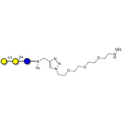 Isoglobotriose (iGb3) grafted on gel for affinity chromatography (Linker-GEL A)