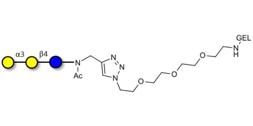 Isoglobotriose (iGb3) grafted on gel for affinity chromatography (Linker-GEL A) - linear B-6 trisaccharide ; IsoGb3; 3α,4β-Galactotriose; 3'-Galactosyl-lactose