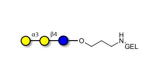 Isoglobotriose (iGb3) grafted on gel for affinity chromatography (Linker-GEL B) - linear B-6 trisaccharide ; IsoGb3; 3α,4β-Galactotriose; 3'-Galactosyl-lactose
