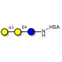 Isoglobotriose (iGb3) grafted on HSA