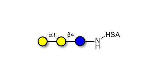 Isoglobotriose (iGb3) grafted on HSA - linear B-6 trisaccharide ; IsoGb3; 3α,4β-Galactotriose; 3'-Galactosyl-lactose