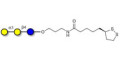 Isoglobotriose (iGb3) with cyclic di-thiol (Linker-LIPO A) - linear B-6 trisaccharide ; IsoGb3; 3α,4β-Galactotriose; 3'-Galactosyl-lactose