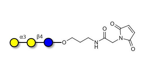Isoglobotriose (iGb3) linked to maleimide (Linker-MAL A) - linear B-6 trisaccharide ; IsoGb3; 3α,4β-Galactotriose; 3'-Galactosyl-lactose