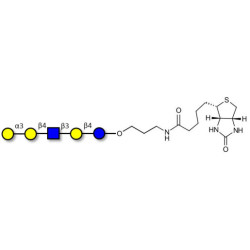 Galili antigen pentaose linked to biotin (Linker-BT B)