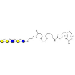 Galili antigen pentaose linked to biotin (Linker-BT C)