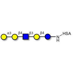 Galili antigen pentaose grafted on HSA