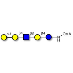 Galili antigen pentaose grafted on OVA