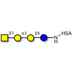 Isoglobotetraose (iGb4) grafted on HSA