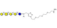 Isoglobopentaose (iGb5)...