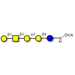 Isoglobopentaose (iGb5) grafted on OVA