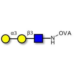 Xeno antigen type 1 / Blood group B antigen triose type 1 linear grafted on OVA