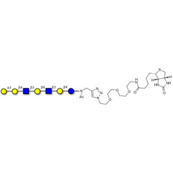 Galili antigen heptaose linked to biotin (Linker-BT A)