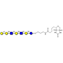 Galili antigen heptaose linked to biotin (Linker-BT B)