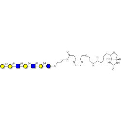 Galili antigen heptaose linked to biotin (Linker-BT C)