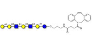 Galili antigen heptaose...