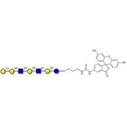 Galili antigen heptaose linked to fluorescein (Linker-FLUO A)