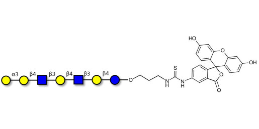 Galili antigen heptaose linked to fluorescein (Linker-FLUO A)
