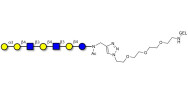 Galili antigen heptaose...